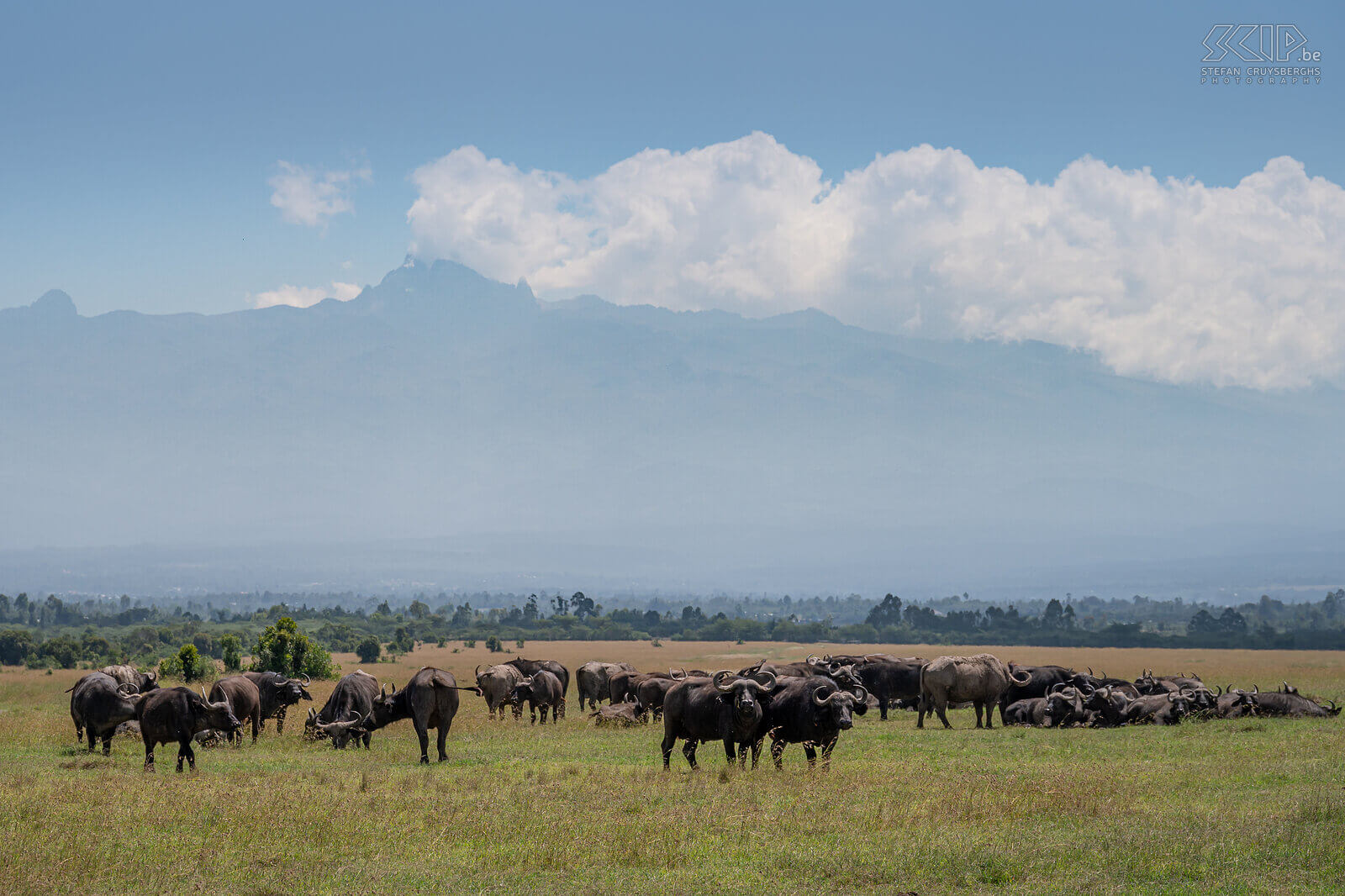 Ol Pejeta - Afrikaanse buffels Afrikaanse buffel is het grootste holhoornige hoefdier in Afrika. Ze kunnen tot 850 kg weg en ze leven in grote kuddes zowel op de savanne als in bossen. Het is bovendien ook één van de big-five-soorten. De buffel is een geliefkoosde prooi voor leeuwen. Wij konden grote groepen buffels spotten in Ol Pejeta waarbij de imposante Mount Kenya een adembenemende achtergrond vormde. Stefan Cruysberghs